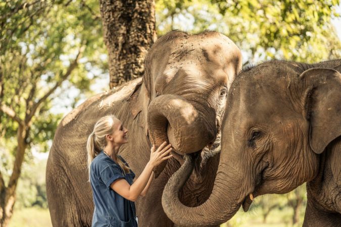 elefant anantara