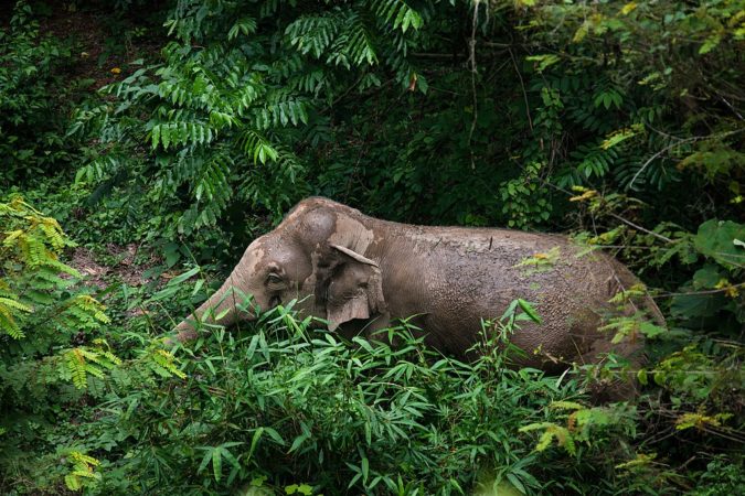 elefant kaeng krachan