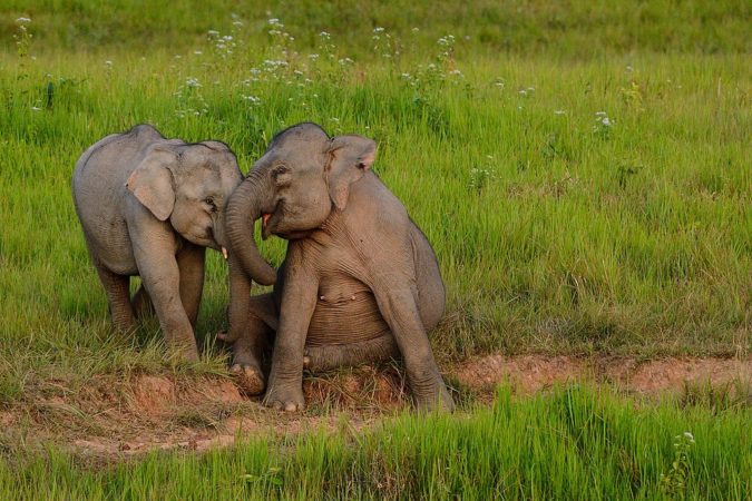 elefant khao yai