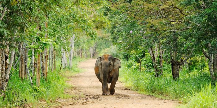 elefant kui buri