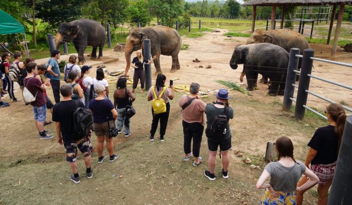 elefant wfft