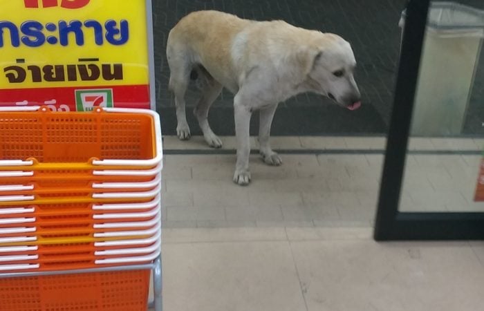 street dog in Thailand