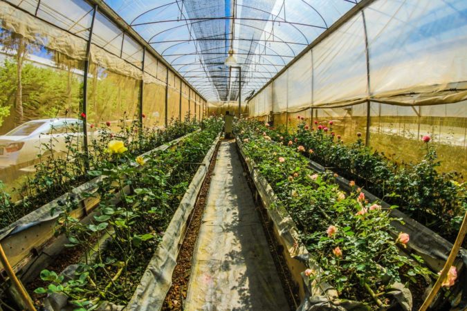 qu'est-ce que la nourriture biologique