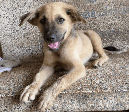 Un cachorro en un banco en el centro de rescate Dog Island del Parque Phutthamonthon por Pawsome