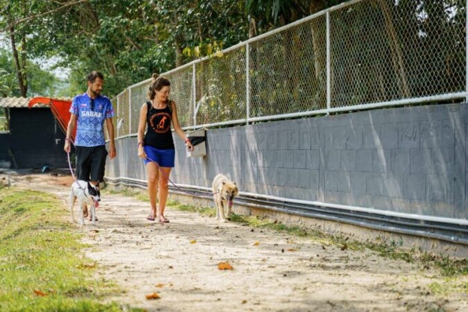 Soi-dog-tommy