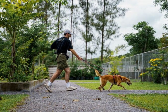 soi-dog-foundation8-18SS_Volunteer-MichiganUniversity-8