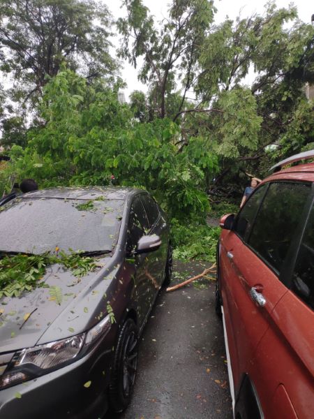 tree-falling-over-a-car-in-thailand