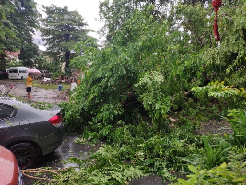 bangkok tree falling over a car