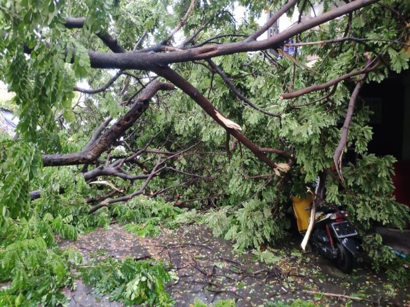 a tree falling on a motorcycle