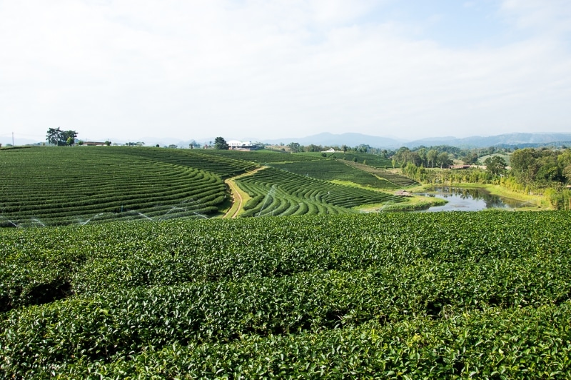 tea plantation in Chiang Rai