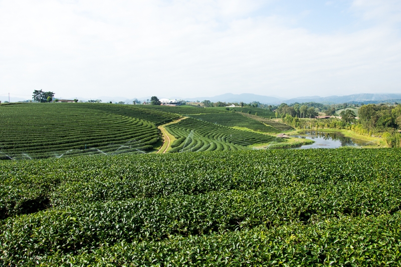 Tea plantation in Chiang Rai