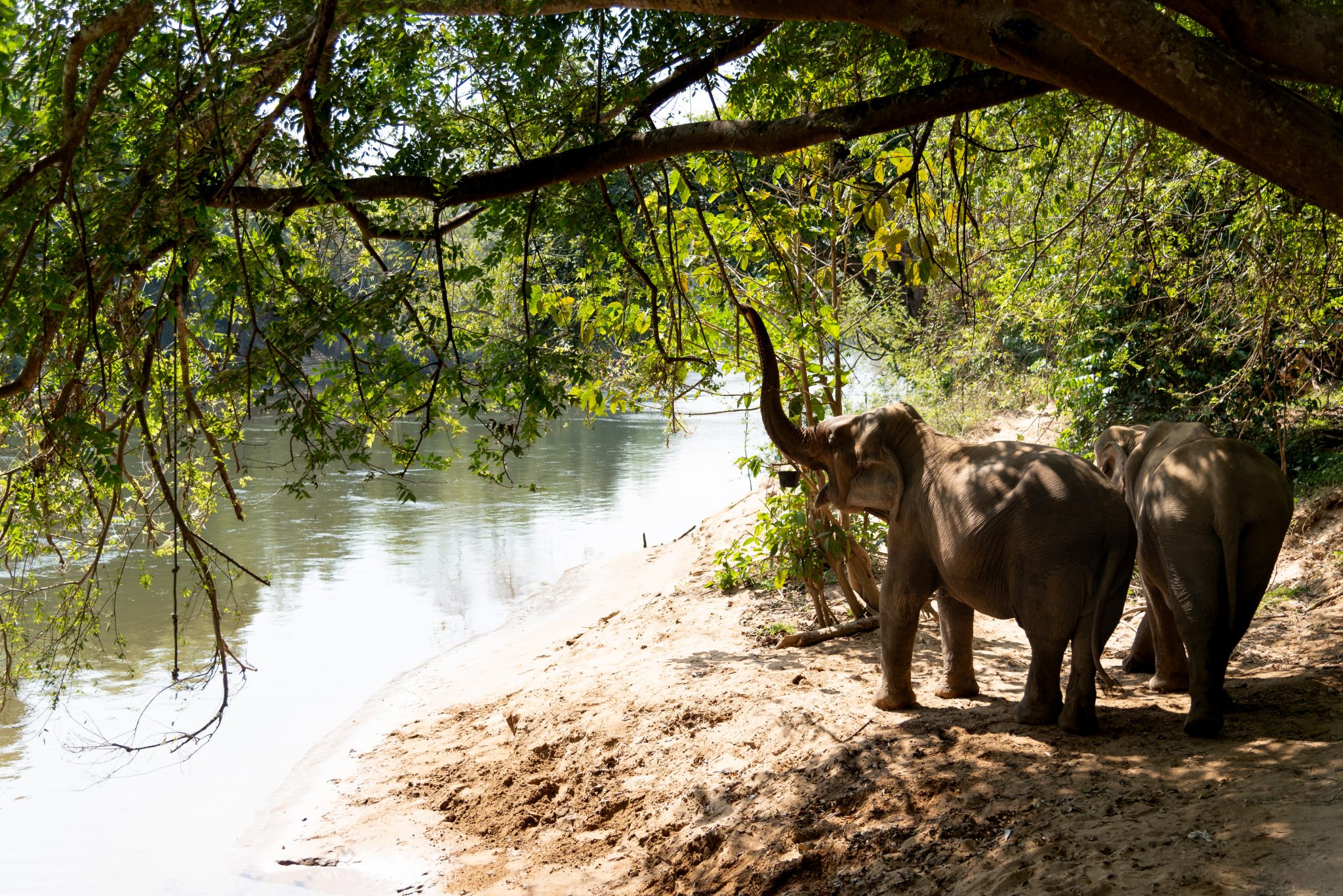 Elephants by the river in Kanchanaburi