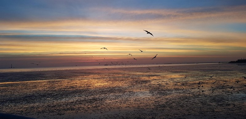 Seagulls at Bang Pu seaside in Samut Prakan