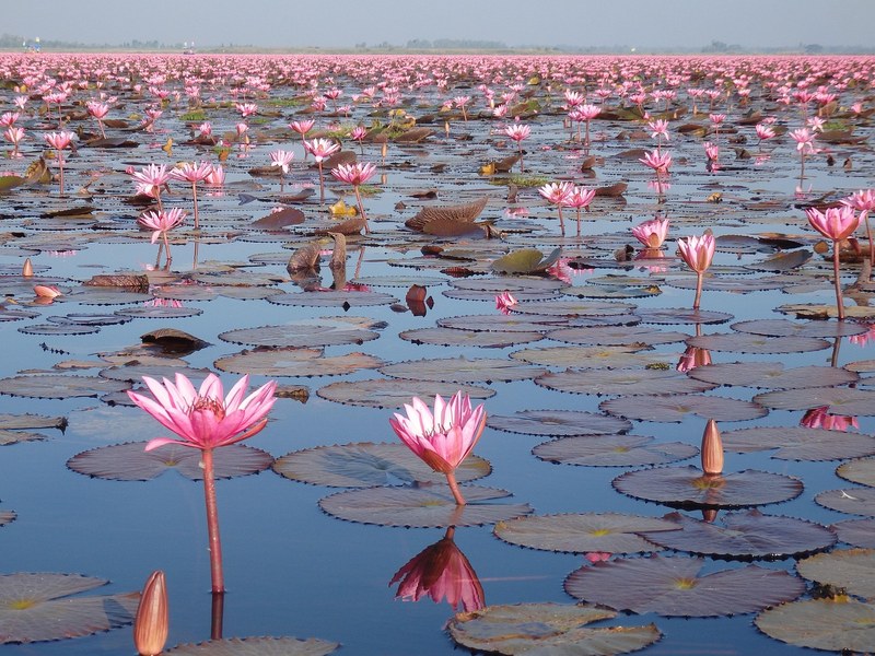 The Red Lotus Sea near Udon Thani