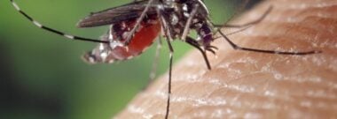 Close-up of an Aedes mosquito, the species that spreads dengue fever in Thailand