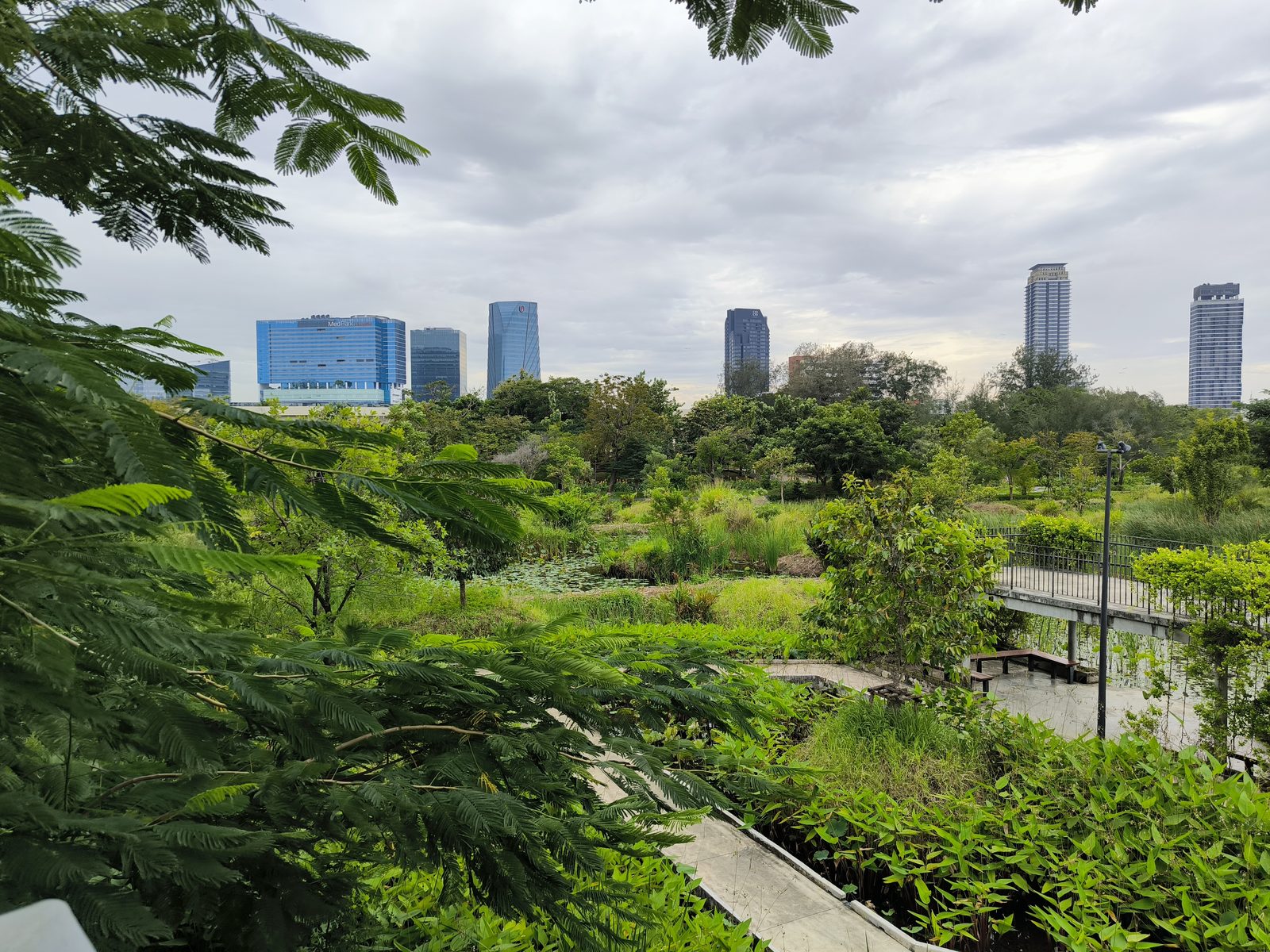 The forest side of Benjakitti Park with the Sukhumvit skyline behind it