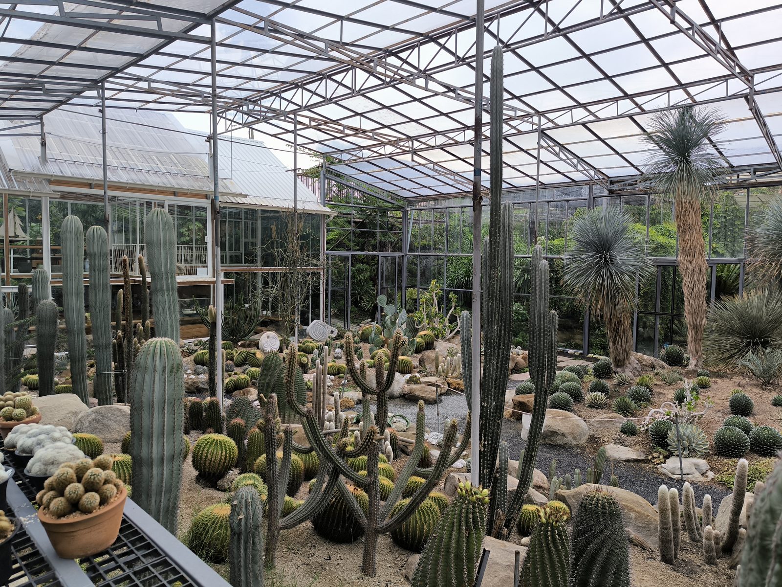 A greenhouse cafe full of cactus plants in Min Buri