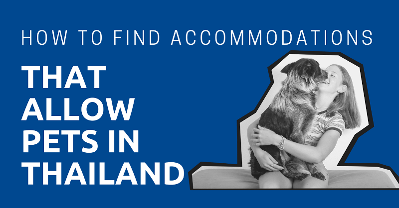 Accommodations-that-Allow-Pets