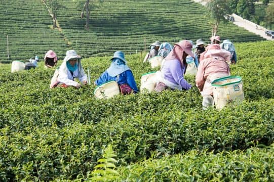 Tea plantation in chiang rai