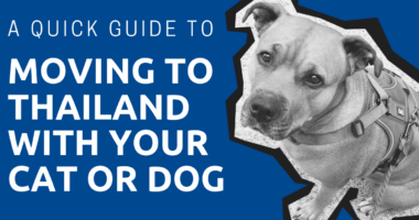 moving to thailand with cat or dog