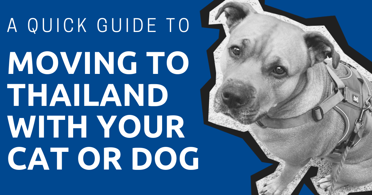 moving to thailand with cat or dog